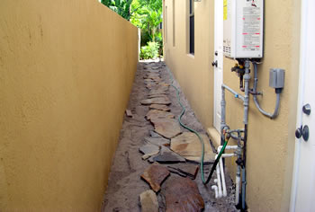 Ligustrum Tree and Boulder