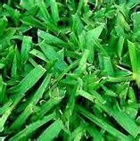 sa turf grass